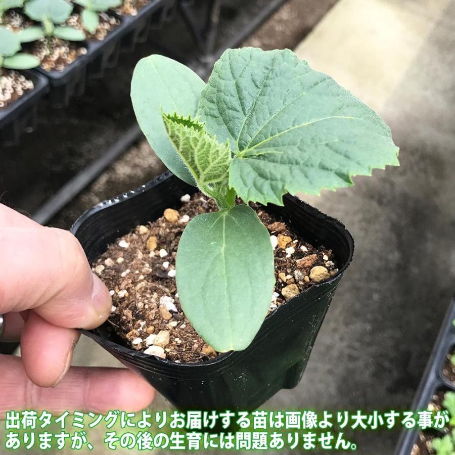 送料無料 秋きゅうり 野菜苗 自根苗9cmポット 2個 キュウリ苗 きゅうり苗 胡瓜 秋キュウリ 家庭菜園 ガーデニング ベランダ 簡単栽培 露地栽培 鉢植え プ 1 Itanse 545 Shopooo By Gmo 通販 Yahoo ショッピング