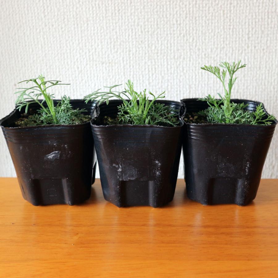 送料無料 蚊よらず アルテメシア サザンウッド ハーブ苗 9cmポット 3個セット 蚊よらず苗 虫除けの苗 虫除けのハーブ 蚊よらずの苗 虫よけハーブ 天然ハー 1 Itanse 555 Shopooo By Gmo 通販 Yahoo ショッピング