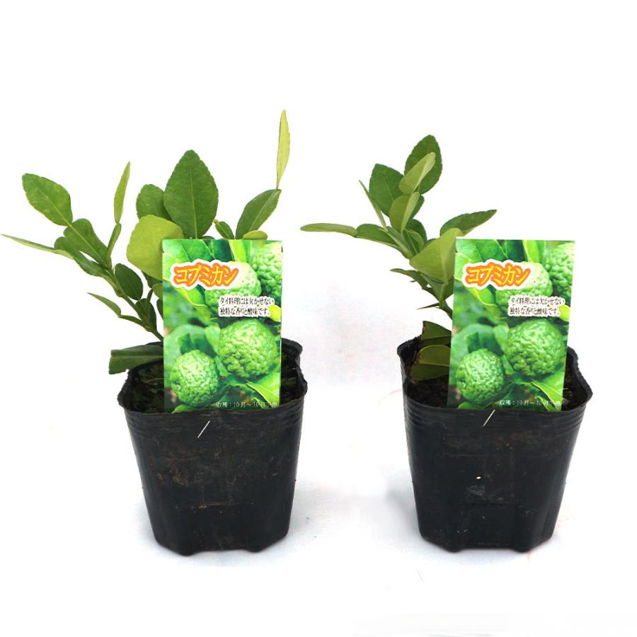 送料無料 コブミカン タイ料理には欠かせない 果樹苗 9cmポット 2個セット 挿し木苗または実生苗 出荷タイミングにより挿し木苗か実生苗になります ご指 1 Itanse 567 Shopooo By Gmo 通販 Yahoo ショッピング