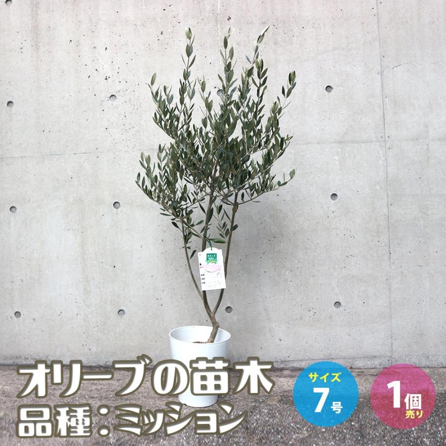 現品】オリーブ 8号 黒鉢（1）ミッション＜S-1＞ 【公式通販】