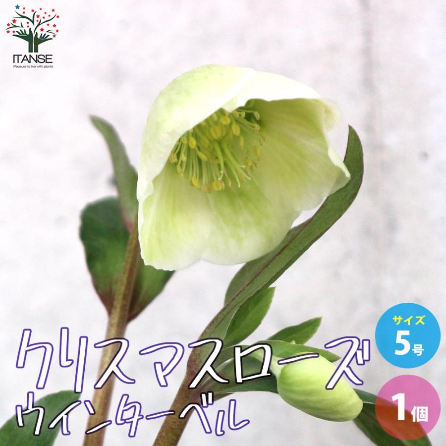 クリスマスローズ ウィンターベル【花苗 5号鉢／1個売り】 : shopooo