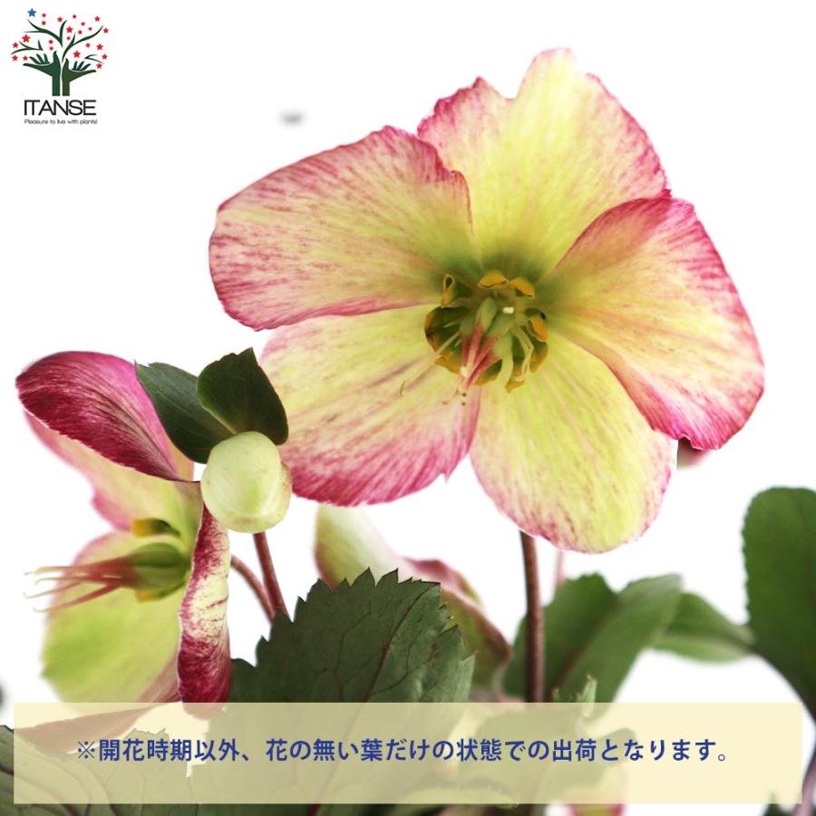 クリスマスローズ 氷の薔薇 ダークピコティ【花苗 5号鉢／1個売り