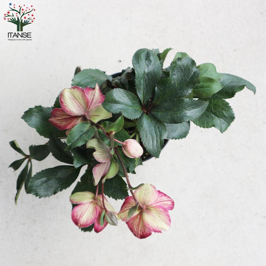 ゴ*マ様 【特選】　クリスマスローズ　氷の薔薇　5寸4種4鉢　ガーデニング クリスマスローズ 氷の薔薇 ダークピコティ【花苗 5号鉢／1個売り