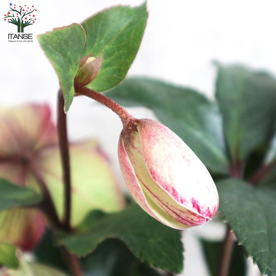 クリスマスローズ 氷の薔薇 ダークピコティ【花苗 5号鉢／1個売り