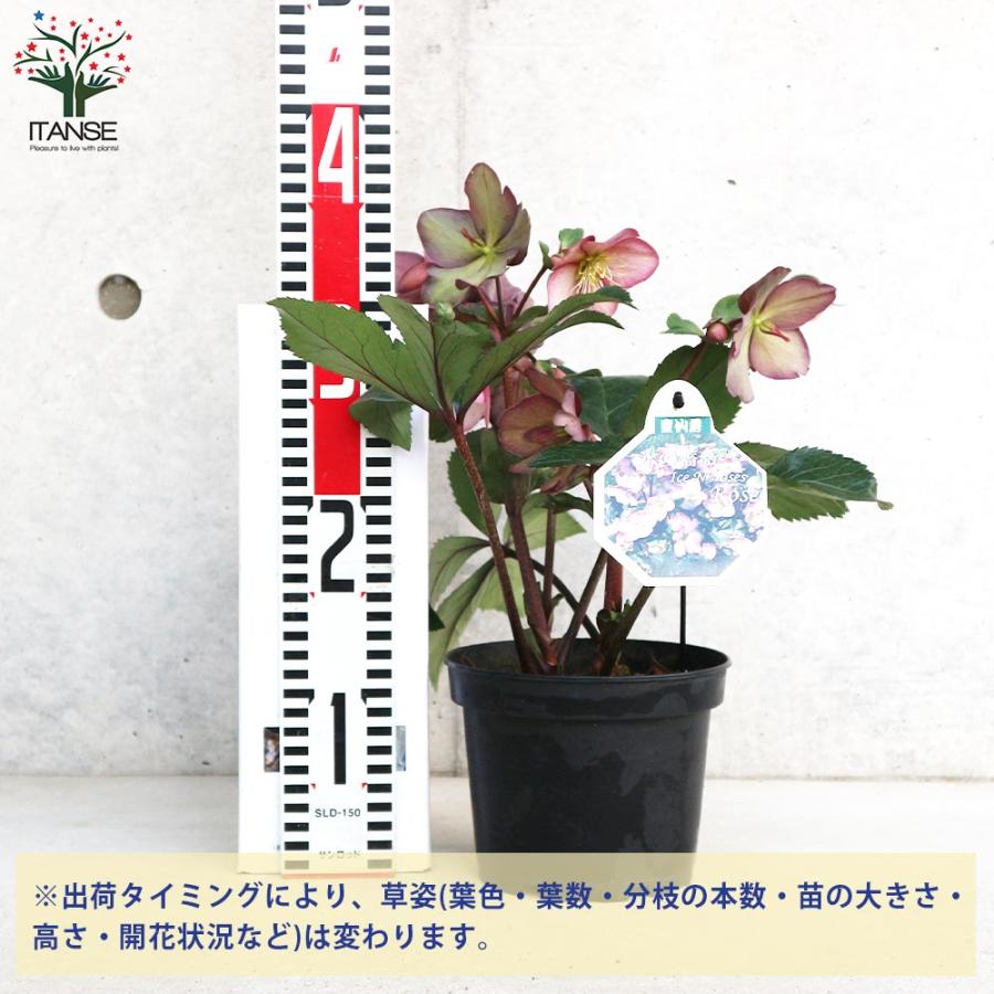 お買い得⭐️１３日入荷分⭐️クリスマスローズ⭐️氷の薔薇5号鉢⭐️5品種セット クリスマスローズ 氷の薔薇 ローズ【花苗 5号鉢／1個売り】 : shopooo