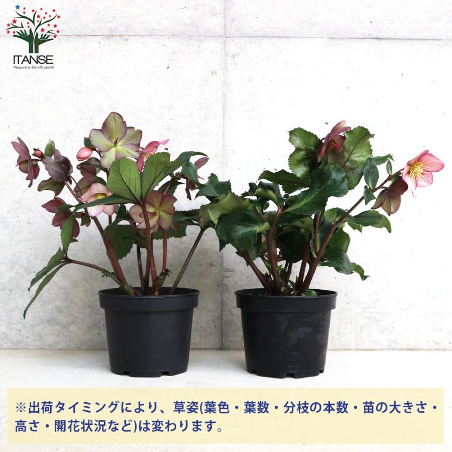 クリスマスローズ 氷の薔薇 ローズ【花苗 5号鉢／1個売り】 : shopooo