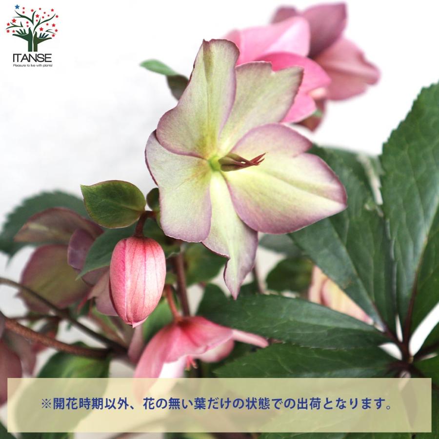 クリスマスローズ 氷の薔薇 ローズ【花苗 5号鉢／1個売り】 : shopooo