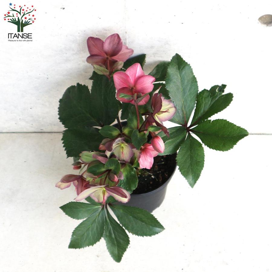 クリスマスローズ 氷の薔薇 ローズ【花苗 5号鉢／1個売り】 : shopooo