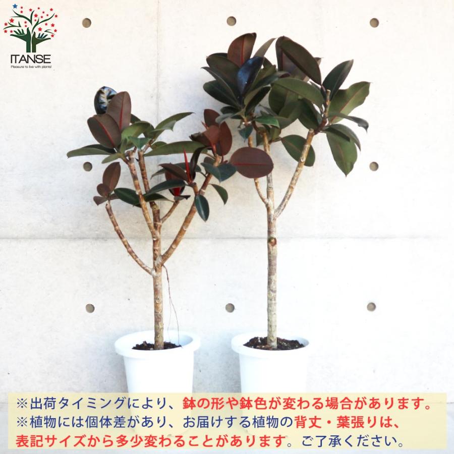 観葉植物 フィカス バーガンディ 220cm 楽天市場】【10日はP5倍！】【ソンクシリンダー：ウォームグレー