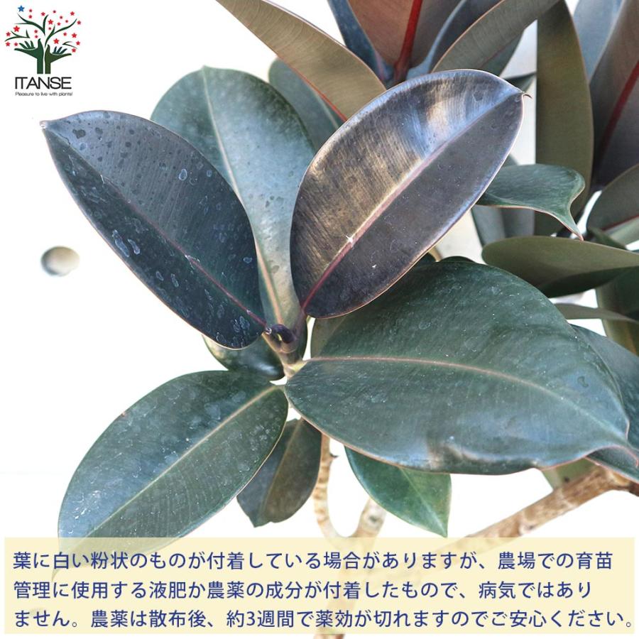 フィカス・バーガンディー【観葉植物 8号 ストレート仕立／1個売り