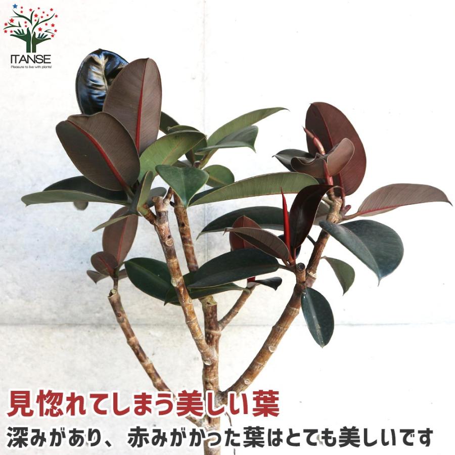 フィカス・バーガンディー【観葉植物 8号 ストレート仕立／1個売り 