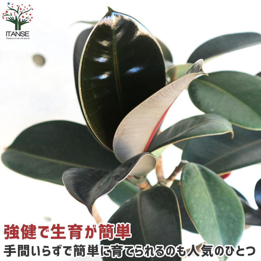 フィカス・バーガンディー【観葉植物 8号 ストレート仕立／1個売り 