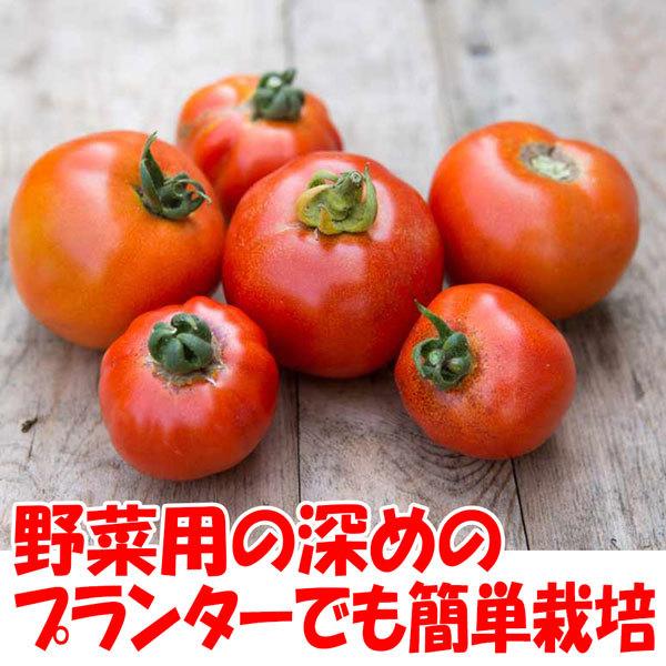 送料無料 夏植えフルーツミニトマトの苗 野菜苗 9cmポット自根苗 2個セット ミニトマト苗 とまと苗 プチトマト苗 家庭菜園 ガーデニング ベランダ 簡単栽 1 Itanse 585 Shopooo By Gmo 通販 Yahoo ショッピング