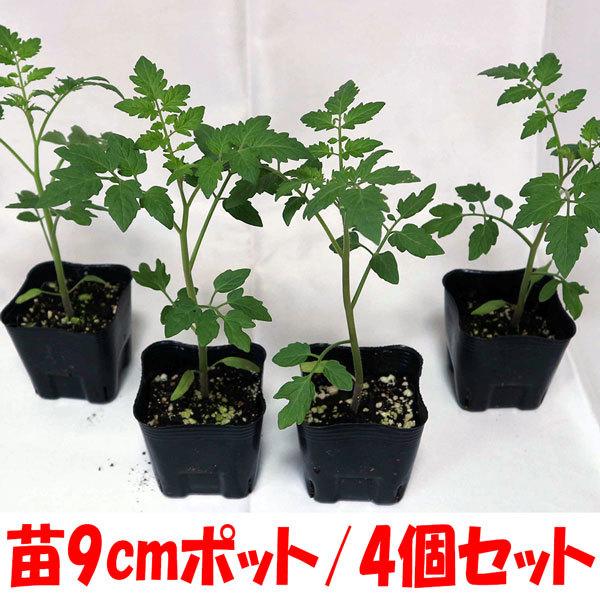 送料無料 夏植えフルーツトマトの苗 中玉とまと 野菜苗 9cmポット自根苗 お買い得4個セット トマト苗 とまと苗 家庭菜園 ガーデニング ベランダ 簡単栽培 1 Itanse 5 Shopooo By Gmo 通販 Yahoo ショッピング