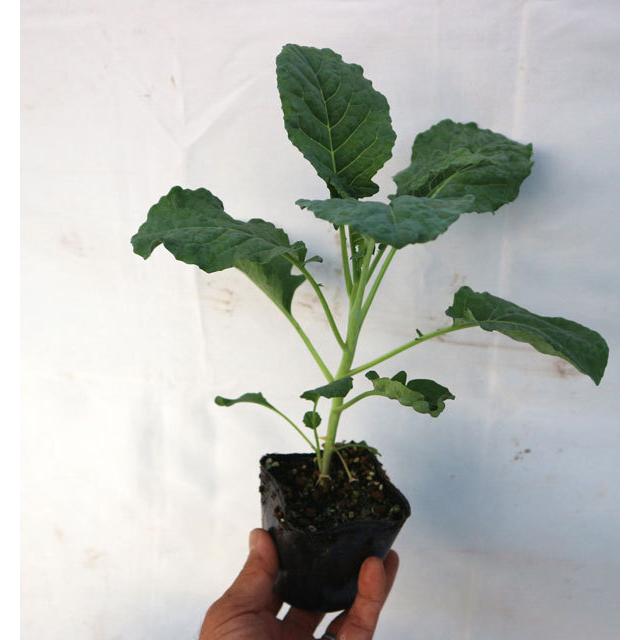 すずなりブロッコリー苗 お買い得6個セット 多収穫茎ブロッコリー 1株で約40本以上 長期間収穫可能な多収穫茎ブロッコリー 9cmポット苗 即出荷 送料込 1 Itanse 593 Shopooo By Gmo 通販 Yahoo ショッピング