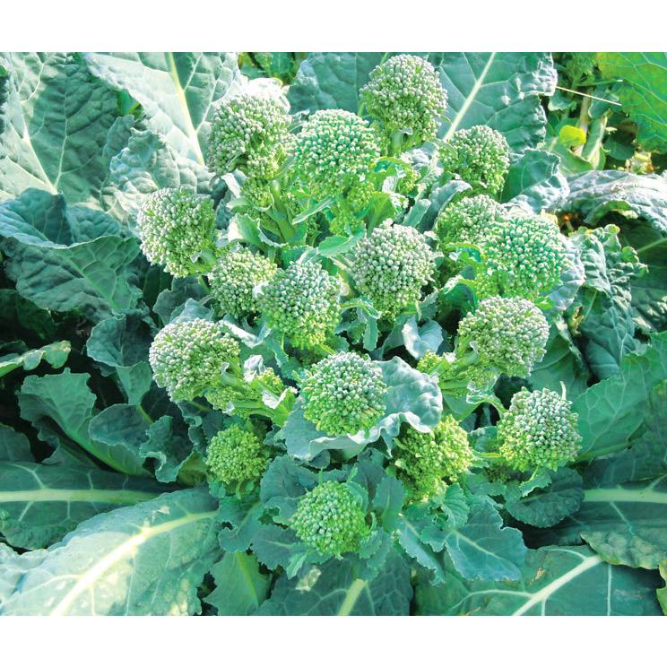 すずなりブロッコリー苗 お買い得6個セット 多収穫茎ブロッコリー 1株で約40本以上 長期間収穫可能な多収穫茎ブロッコリー 9cmポット苗 即出荷 送料込 1 Itanse 593 Shopooo By Gmo 通販 Yahoo ショッピング