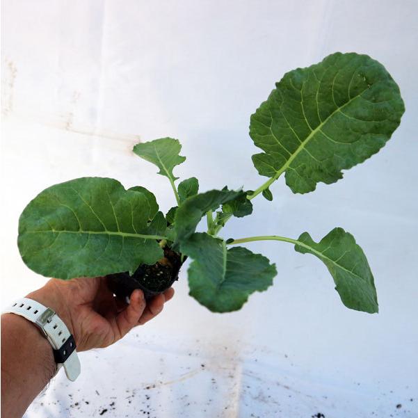 味わいブロッコリーロングラン苗 お買い得3個セット 多収穫ブロッコリー 頂花蕾収穫後 脇から側花蕾がどんどん出て 長期間収穫可能な多収穫ブロッコリー 1 Itanse 594 Shopooo By Gmo 通販 Yahoo ショッピング