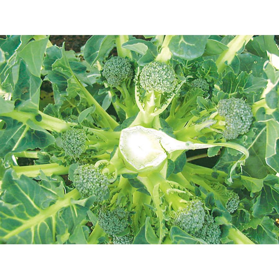 味わいブロッコリーロングラン苗 お買い得3個セット 多収穫ブロッコリー 頂花蕾収穫後 脇から側花蕾がどんどん出て 長期間収穫可能な多収穫ブロッコリー 1 Itanse 594 Shopooo By Gmo 通販 Yahoo ショッピング