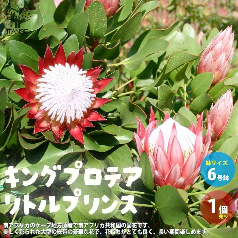 キングプロテア リトルプリンス【花苗 6号鉢大苗／1個売り】 : shopooo
