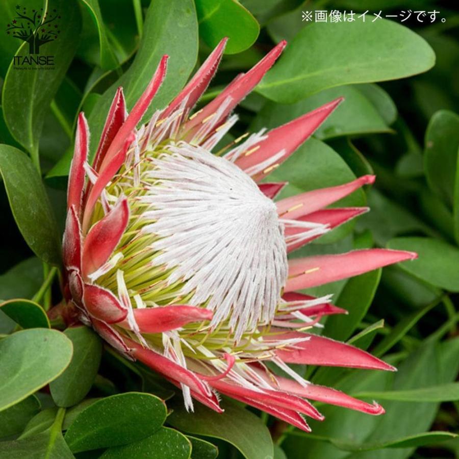 キングプロテア リトルプリンス【花苗 6号鉢大苗／1個売り】 : shopooo