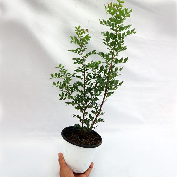 ピスタチオ苗木 ピスタチオ15cm硬質ポット苗木(観賞用品種) 1本売り」 希少価値のある