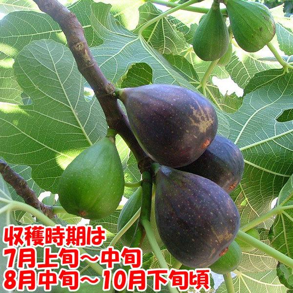 ミニイチジク ブリジャソットグリース 果樹苗9cmポット 2個セット 夏秋果兼用種の無花果 小さめの実で皮付きのままツルっと食べれる 味も香りも良い品種 日 1 Itanse 613 Shopooo By Gmo 通販 Yahoo ショッピング