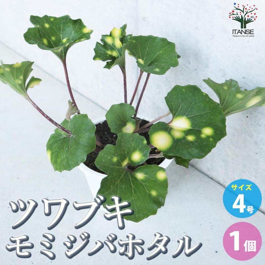 ツワブキ 紅葉々蛍(モミジバホタル)【花苗 4号鉢／1個売り】 : shopooo