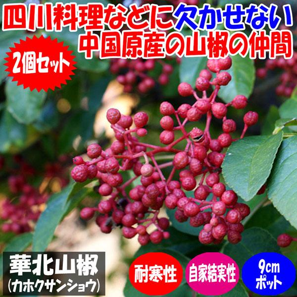 華北山椒(カホクサンショウ)9cmポット苗(挿し木苗)／お買い得2個セット