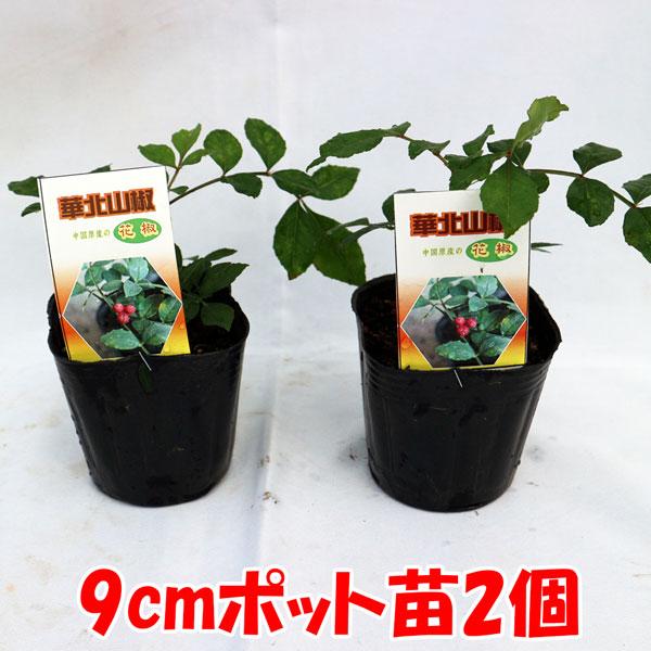 華北山椒(カホクサンショウ)9cmポット苗(挿し木苗)／お買い得2個セット