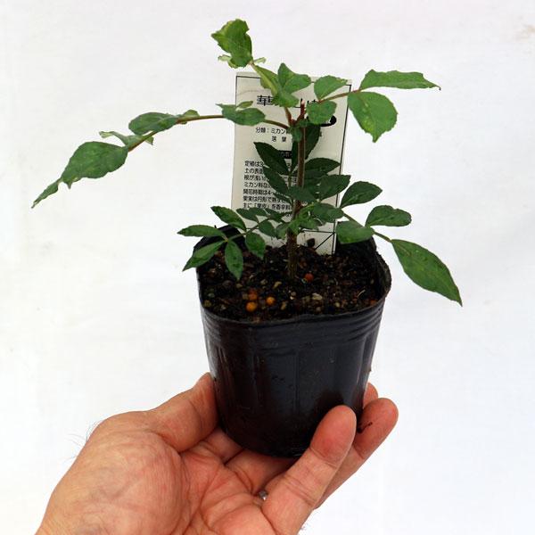 華北山椒(カホクサンショウ)9cmポット苗(挿し木苗)／お買い得2個セット