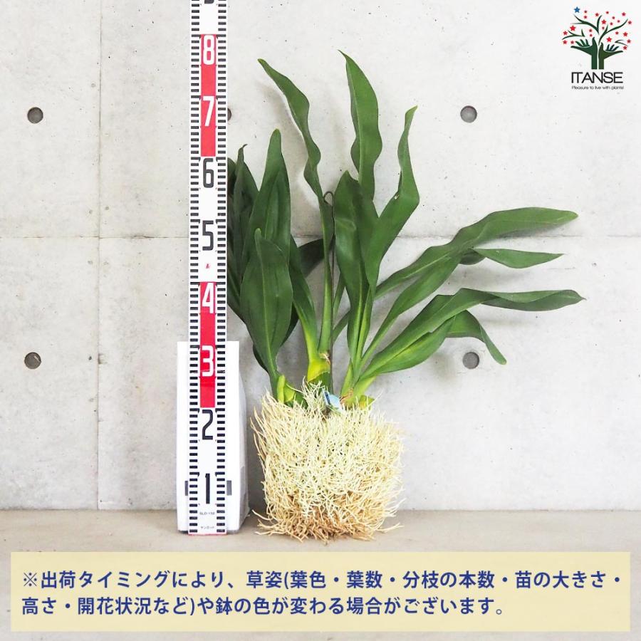 【早い者勝ち！】 グラマトフィラム スクリプタム ヒヒマヌ 吊り仕立て【花苗／1個売り】 【T1918712879】(9868円)