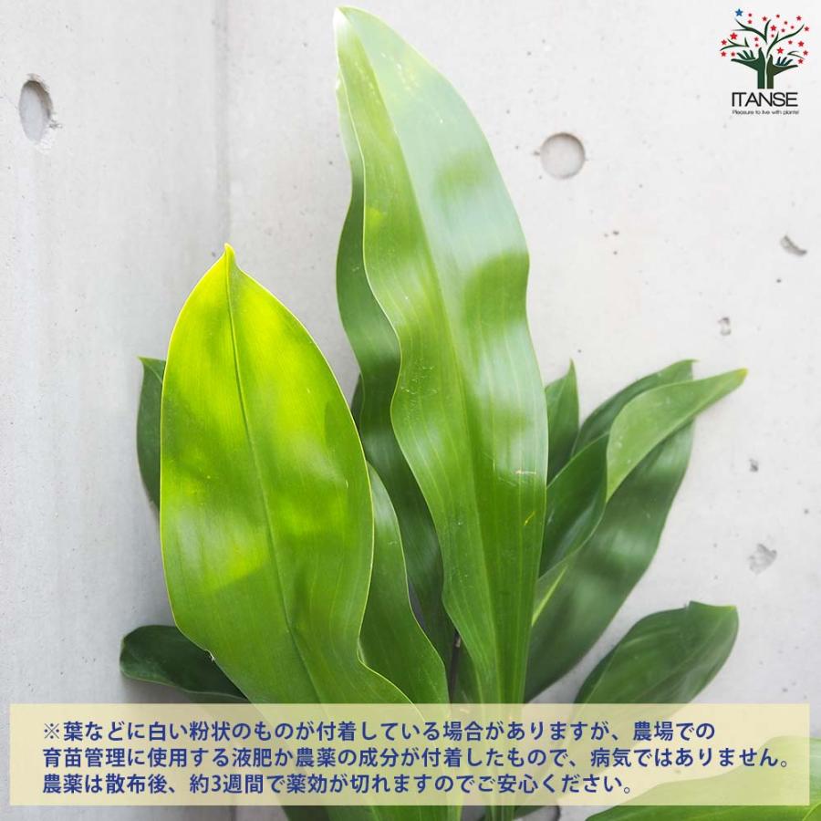 【早い者勝ち！】 グラマトフィラム スクリプタム ヒヒマヌ 吊り仕立て【花苗／1個売り】 【T1918712879】(9868円)