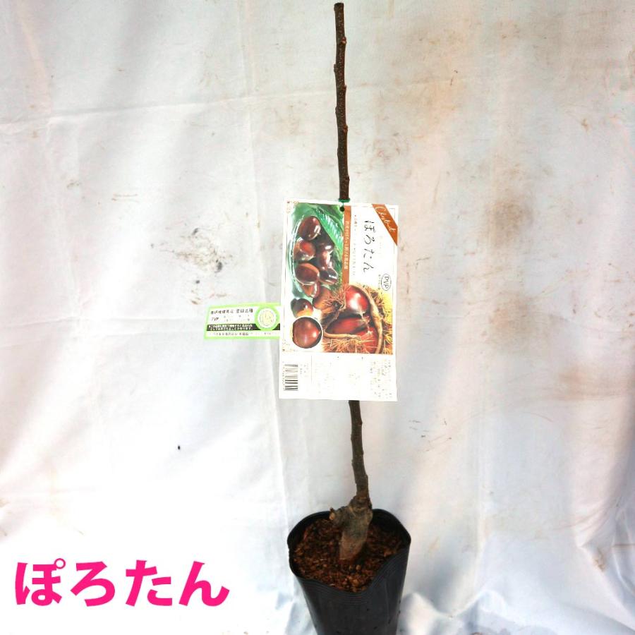ぽろたん”と”ぽろすけ”2品種セット渋皮がむきやすい栗の苗木 12〜15cm 