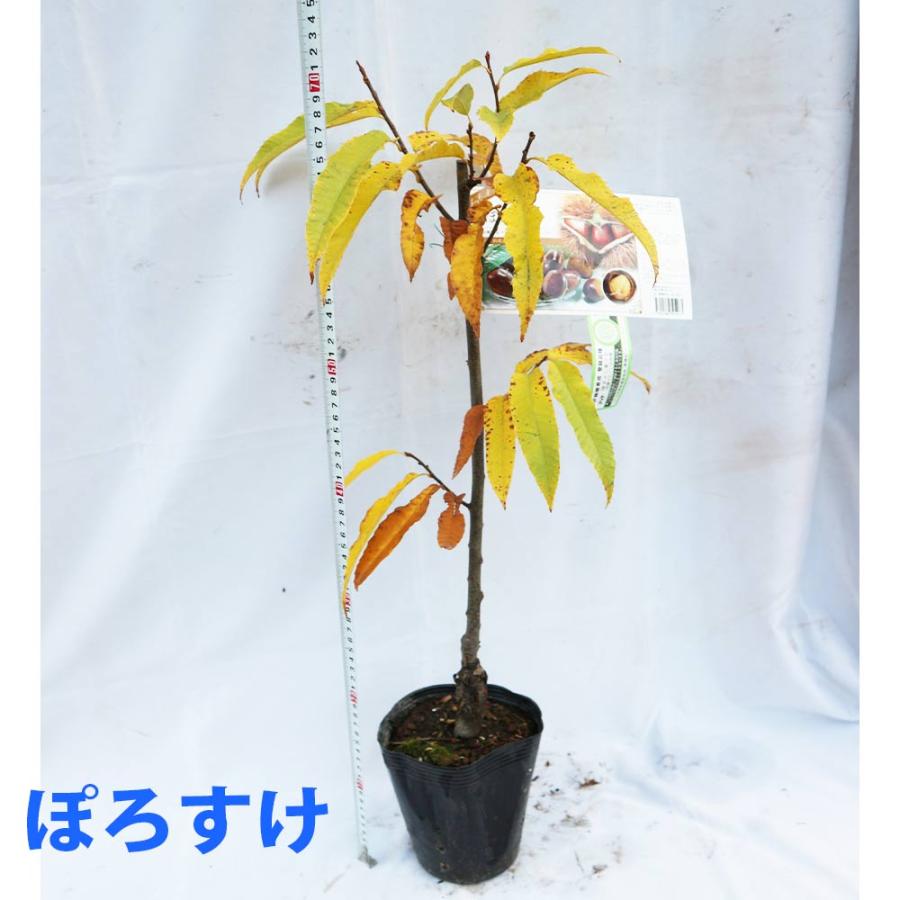 ぽろたん”と”ぽろすけ”2品種セット渋皮がむきやすい栗の苗木 12〜15cm