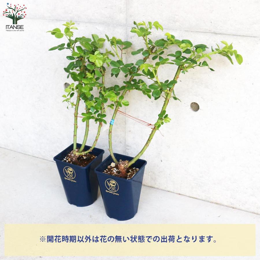 四季咲き性つる薔薇 アンジェラ【花苗 5号角鉢新苗／1個売り】｜itempost｜12