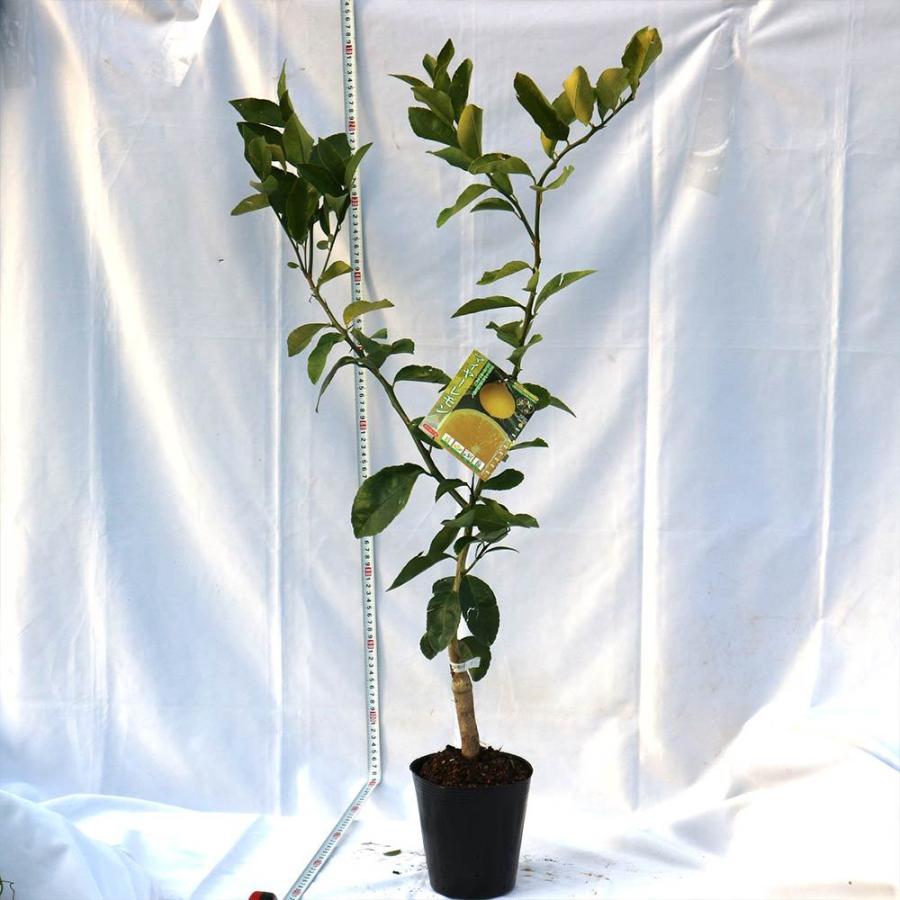 早成り大実レモンの苗木 樹高 約60cm1本 育てやすく寒さに強いマイヤーレモン 12 15cmポット 2年生接木苗 即出荷 送料無料 1 Itanse 712 Shopooo By Gmo 通販 Yahoo ショッピング