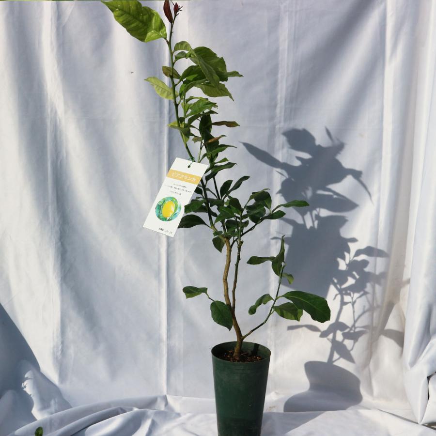 大実レモン「ビアフランカ」樹高:約50cm 1本： 栽培しやすい”とげ無し