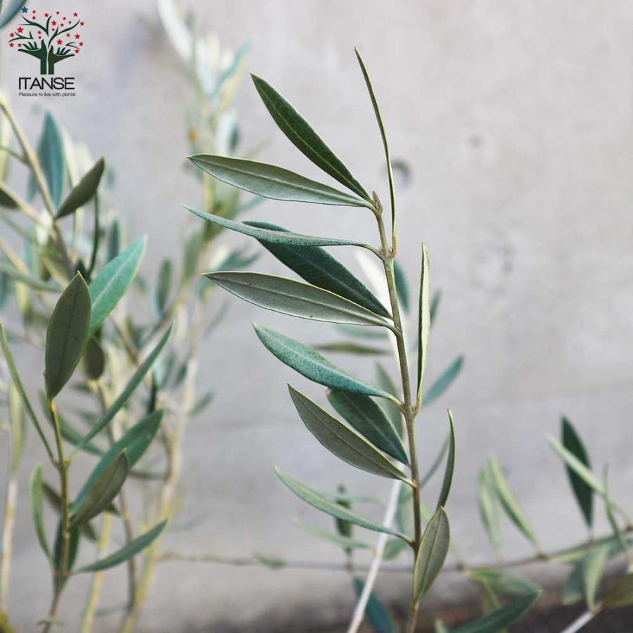 オリーブの木　ホジブランコ　別名オヒブランカ ホジブランコ Sサイズ 約100cm NO.10427 オリーブの木 - 株式