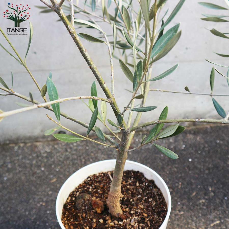 オリーブの木　ホジブランコ　10号　約160cm　NO.611　人気　現品掲載 オリーブの木 ホジブランコ 10号 約160cm NO.611 人気 現品掲載