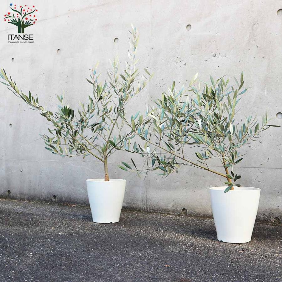 オリーブの木 ホジブランコ 7号 約105cm NO.555 人気品種 一点物