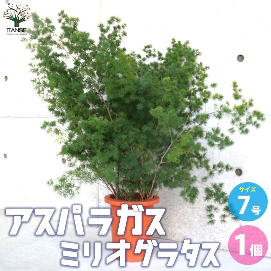 アスパラガス ミリオグラタス【観葉植物 7号鉢／1個売り】 : shopooo