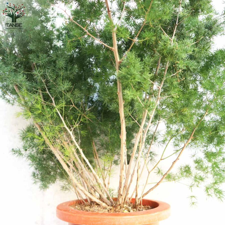 アスパラガス ミリオグラタス【観葉植物 7号鉢／1個売り】 : shopooo