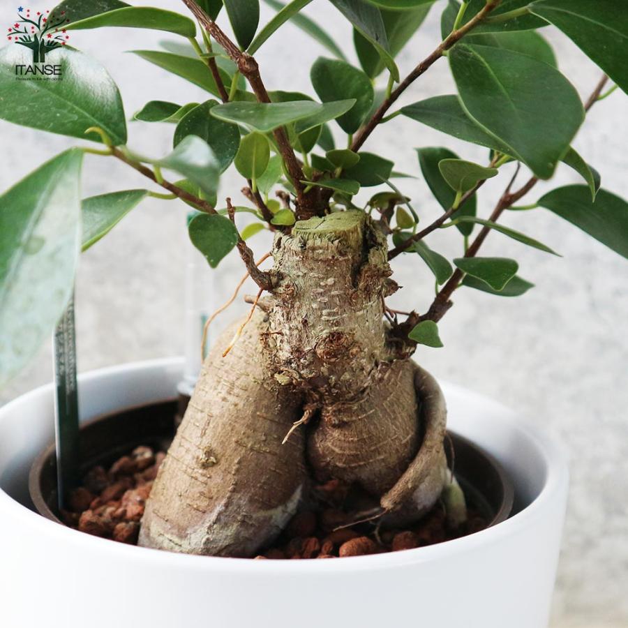 ガジュマル 水位計付 水耕栽培二重鉢仕様【観葉植物 5号鉢／1個売り 