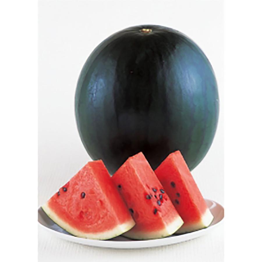 送料無料 即出荷 黒皮ジャンボスイカ タヒチ 接ぎ木苗 野菜 接木苗9cmポット 2個セット ガーデニング 家庭菜園 ベランダ 露地栽培 簡単栽培 プランター 庭 割引価格