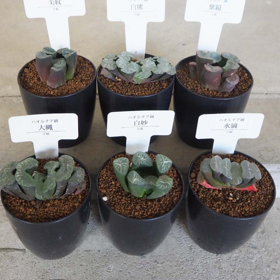 2025年最新】Yahoo!オークション -ハオルチア セット(花、園芸)の中古