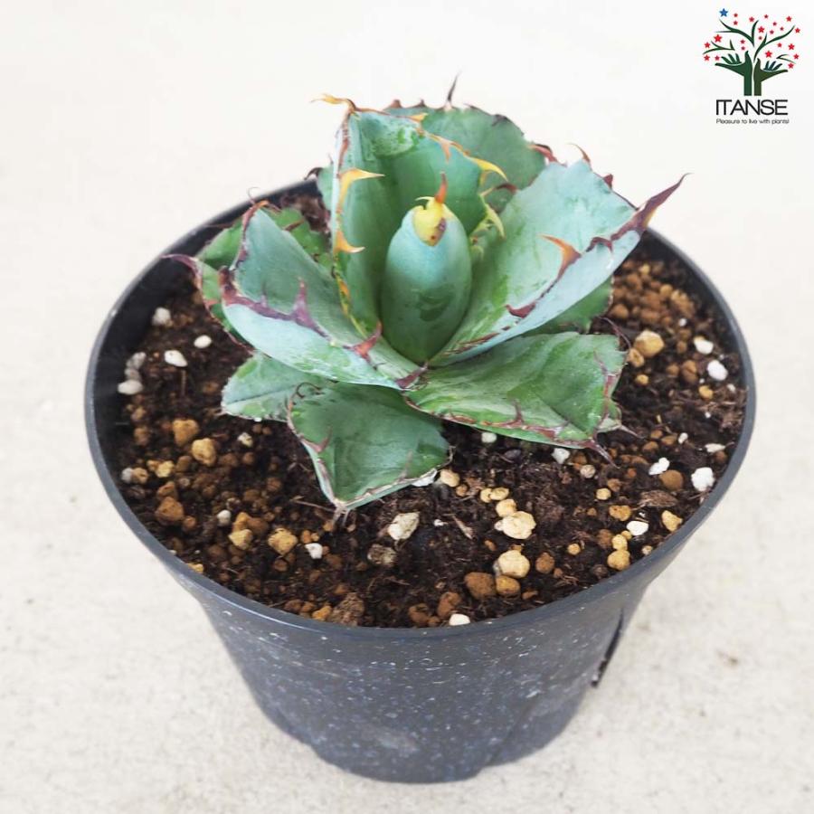 アガベ チタノタ・ブラックアンドブルー【多肉植物 5号鉢／1個売り