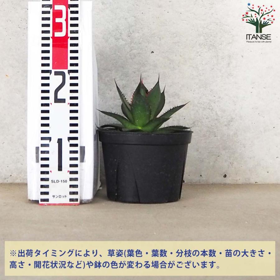 アガベ ホリダ【多肉植物 5号鉢／1個売り】 : shopooo by GMO - 通販