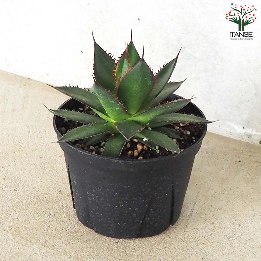 アガベ ホリダ 多肉植物 n16 アガベ ホリダ 多肉植物 n16