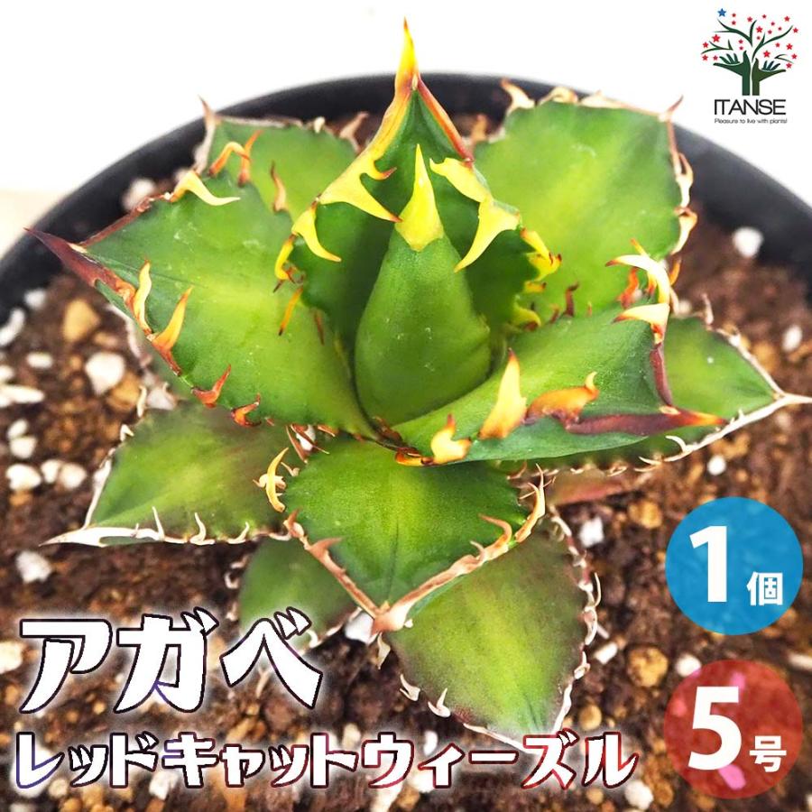 アガベ チタノタ レッドキャットウィーズル 【多肉植物 5号鉢／1個売り】