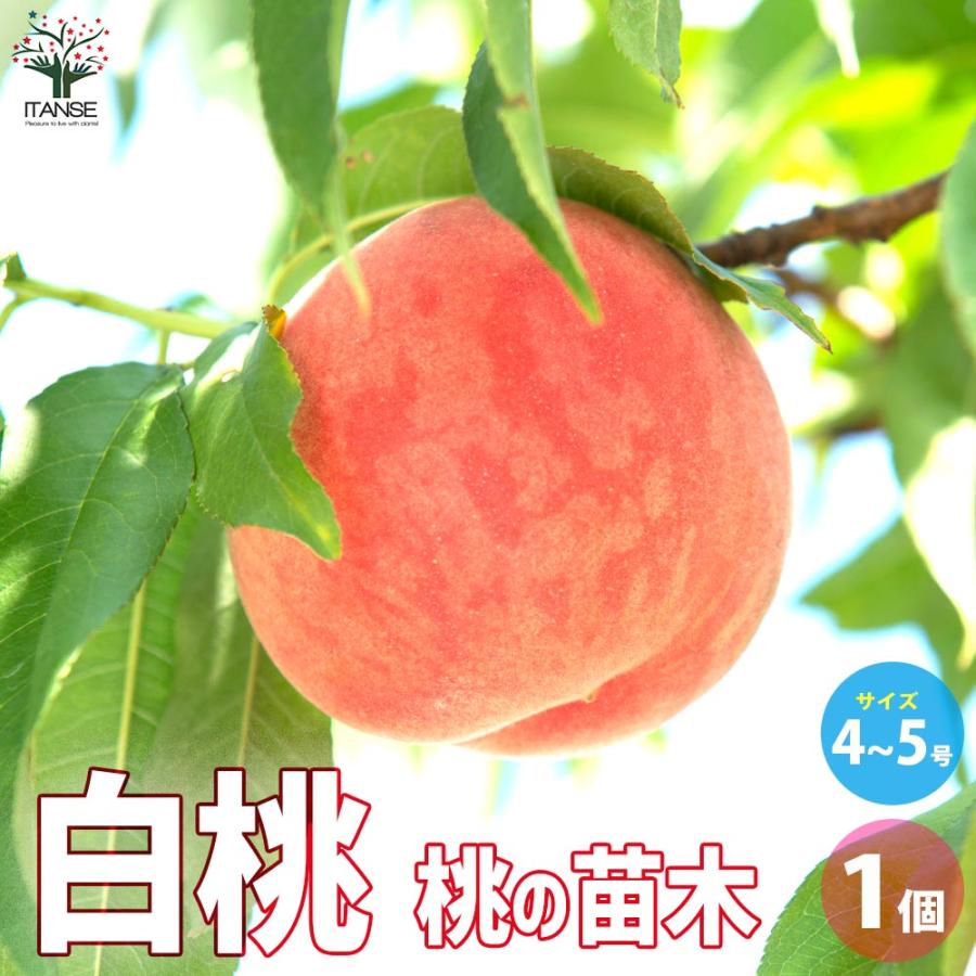 桃の苗木 白桃【果樹の苗木 4〜5号ポット／1個売り】 : shopooo by GMO